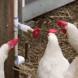 158099274690574.gif