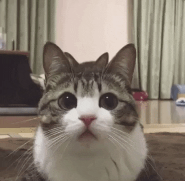 158159148282955.gif
