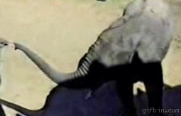 158159752312822.gif