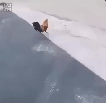 158160125592992.gif
