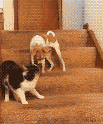 158177293153103.gif