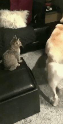 158181344362082.gif