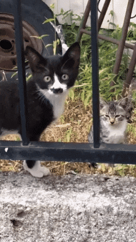 158184664479456.gif