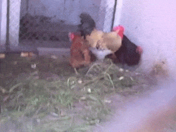 158185105763976.GIF