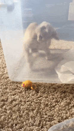 158185216389007.gif
