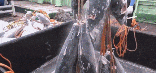 158189951384518.gif