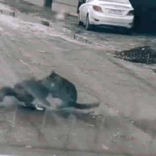 158315221296666.gif