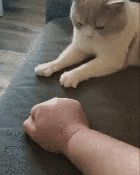 158316482411307.gif