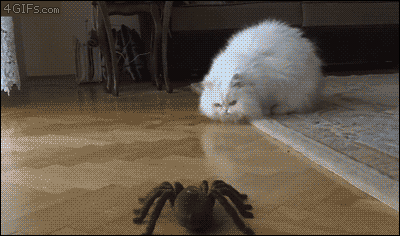158375895713791.gif