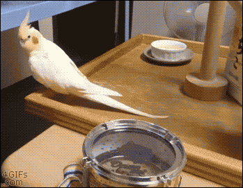158375895739428.gif