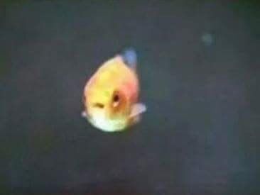 158379491518146.jpeg