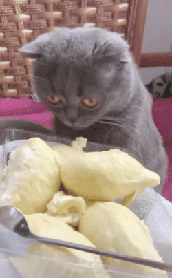 158435351213371.gif