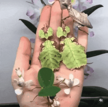 158435912515911.gif