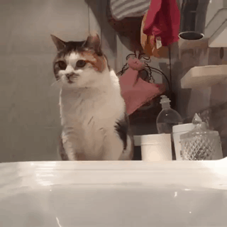 158496791421490.gif