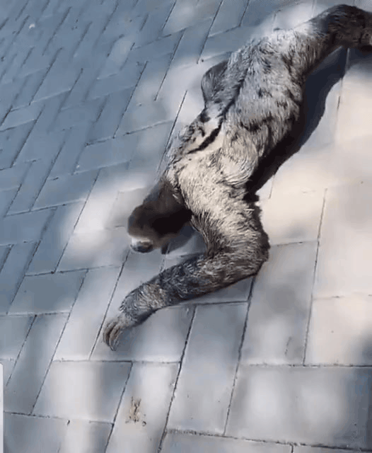 158539030042747.gif