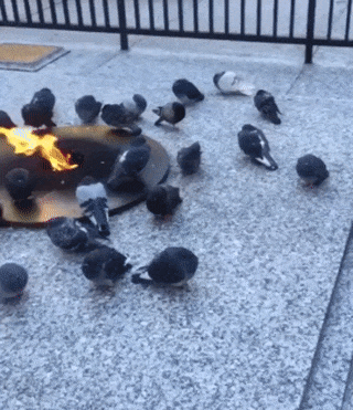 158583128489032.gif