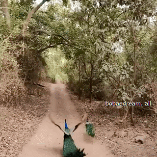 159005202197783.gif