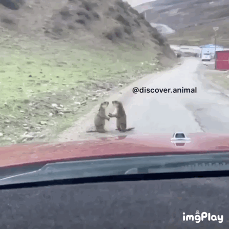 159246510213742.gif