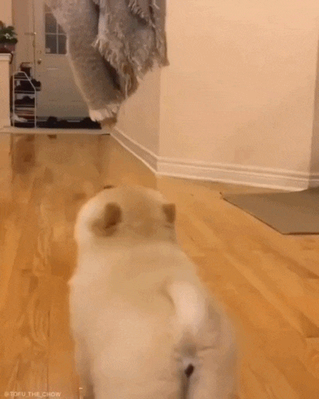 159463320049542.gif
