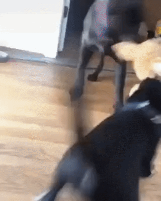 159498709510808.gif