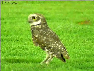 159498822174703.gif