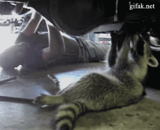 159499024643433.gif