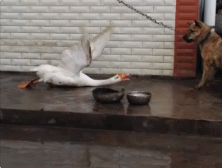 159589409215800.gif