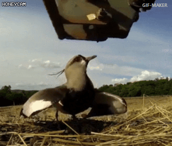 159589679731542.gif