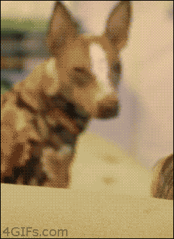 150659561997486.gif