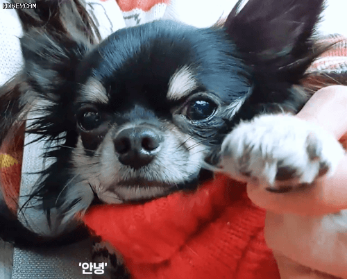 158466510227061.gif
