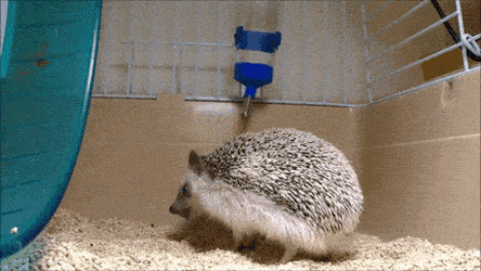 be785fd41a9eeaaf818da89f871b21ef_621662.gif