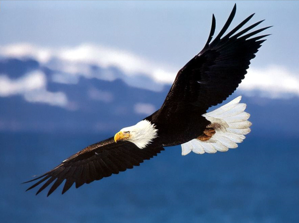15f703a82525624670d3e348dfda2cc8_631565.png