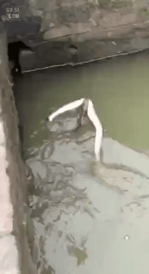 7787aa9c8b8421c85aa8988481f95285_154767.gif