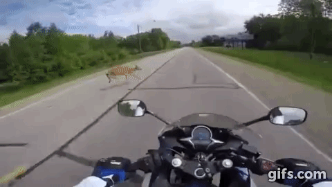 783a9d6463cfc461c4f4da53ab4e8b12_885707.gif