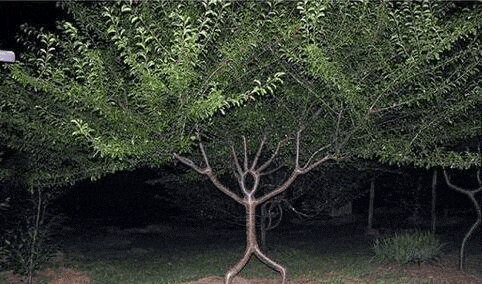 b8d03c452a8b269368e860365b2cf38d_601629.gif
