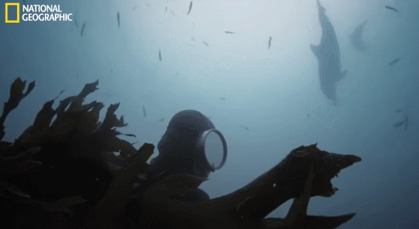242f564bc425945ded944feee72e3f63_830652.gif