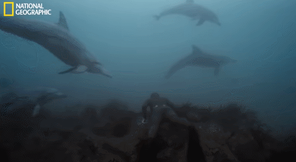 8bf83a289faa5f943c2ff3dd0f336b4b_368329.gif