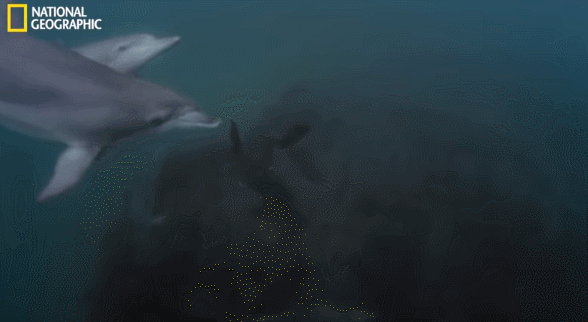 95ab91c8a2070bf2a128cc6ebe2b4413_706464.gif