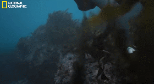 cafefdc16cf38a06276aa12d64996430_127570.gif