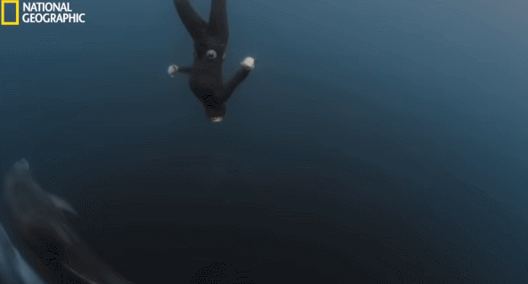 f8a9172ca1fd81c28f7bc4ccb057d403_585026.gif