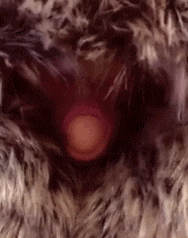 4d43d4b4f829bd853f240730eb2bd4f0_353375.gif