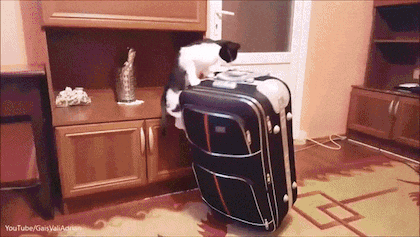 9f9aae98a96e4f02ee577b3f3336a3c6_322014.gif