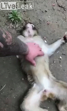 2de02ab13c986cdfccdab833d2fd3911_935156.gif