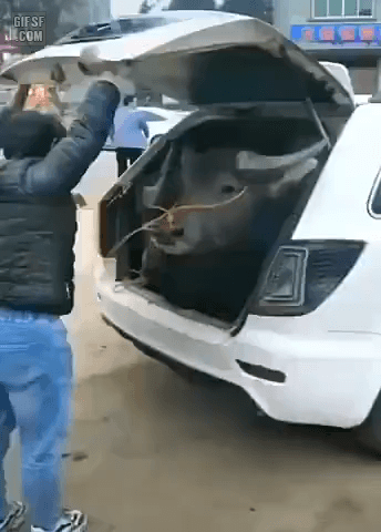 22ec4ac1891d3eddb3394071335da13d_162227.gif