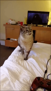6f1741cb6a3c6757ebf3fd863ce1043f_551225.gif