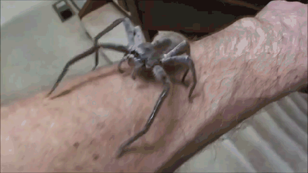191760942f73876854003d0b7cd515bb_416351.gif