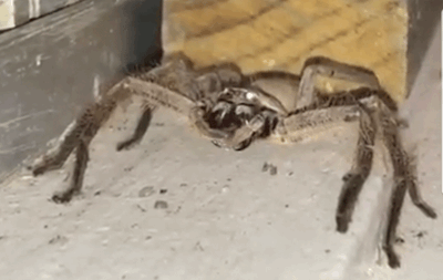 1e0586065fd99700f282cc21e9aff7ec_495735.gif