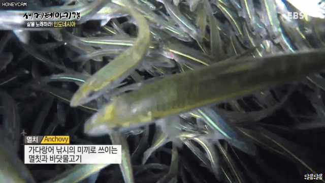 e047850a37796d228247937acf726983_972297.gif