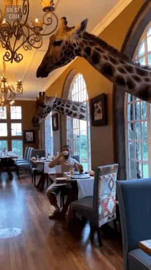 1ca57e145c853339d5e4c126b2a0ba84_381983.gif
