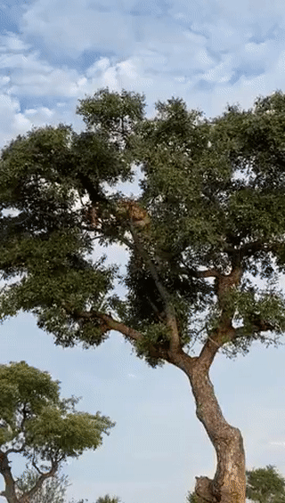 71f881e7da7c8287f8ae1fbccef36ddc_193773.gif